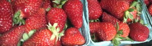 Strawberries for blog photo